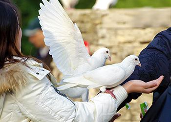 A group of White Doves released at a funeral