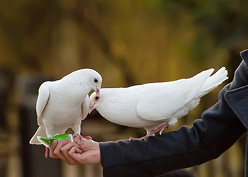 White dove funeral release options