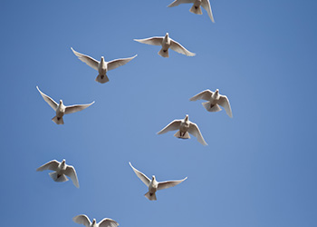 A flock of angel white doves released at a funeral