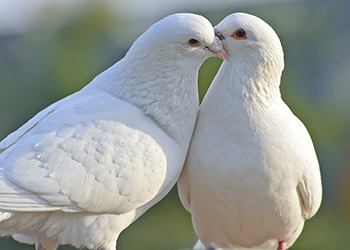 Release white doves at a funeral with a tender angel